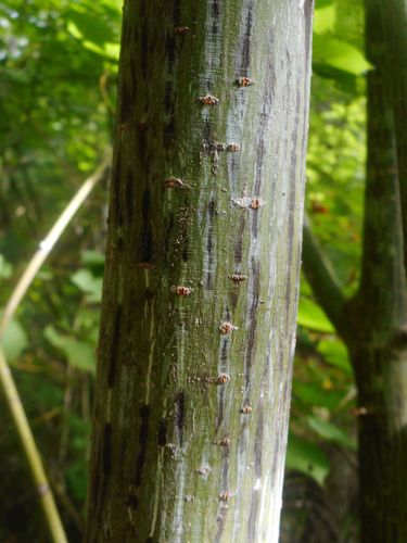 Image of Acer tegmentosum by (c) Eugene Popov, some rights reserved (CC BY)