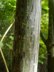 Acer tegmentosum