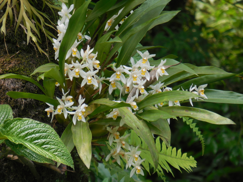 Coelogyne corymbosa Lindl. 2