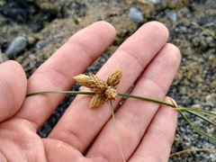 Bolboschoenus maritimus affinis