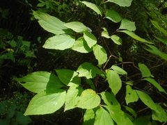 Philadelphus tenuifolius