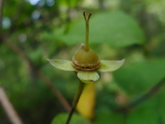 Philadelphus tenuifolius