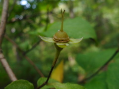 Philadelphus tenuifolius