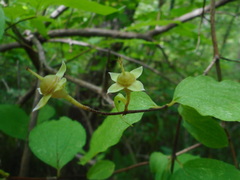 Philadelphus tenuifolius