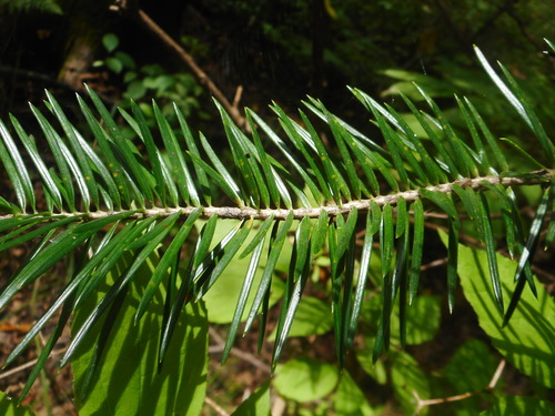 Image of Abies holophylla by (c) Eugene Popov, some rights reserved (CC BY)