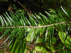 Abies holophylla