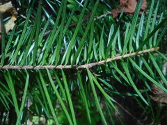 Abies holophylla