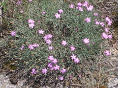 Dianthus hypanicus