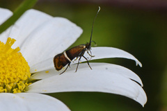 Adela paludicolella