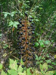 Actaea asiatica