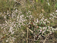 Goniolimon besserianum