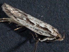 Eulechria tanysticha