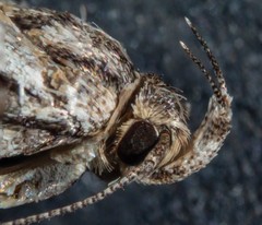 Eulechria tanysticha