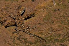 Agama aculeata distanti