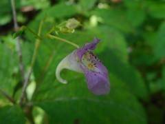 Impatiens furcillata