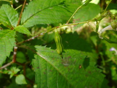 Impatiens furcillata