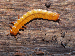 Cucujus cinnaberinus