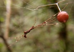 Argyrodes fissifrons