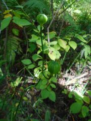 Lilium distichum