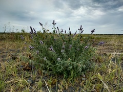 Mentha longifolia asiatica