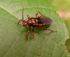 Ectrychotes comottoi