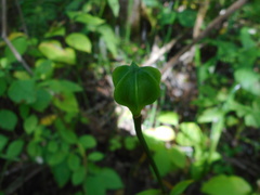 Lilium distichum
