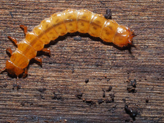 Cucujus cinnaberinus