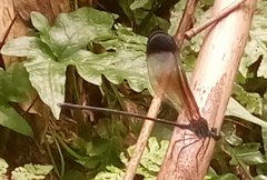 Psolodesmus mandarinus