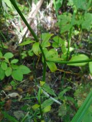 Lilium distichum