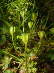 Lilium distichum