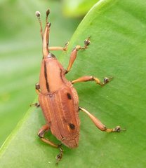 Metaprodioctes formosanus