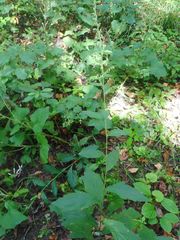 Artemisia stolonifera