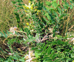 Astragalus dasyanthus