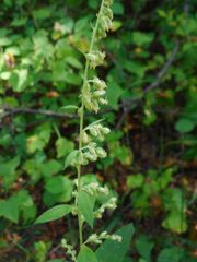 Artemisia stolonifera