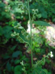 Artemisia stolonifera