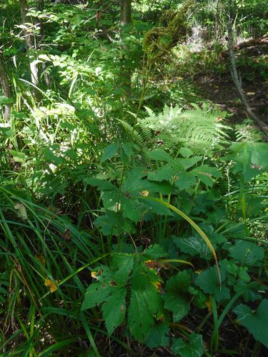 Filipendula digitata, photograph 5