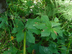 Filipendula digitata, photograph Eugene Popov, CC BY, iNaturalist via GBIF