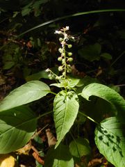 Circaea canadensis quadrisulcata