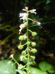 Circaea canadensis quadrisulcata