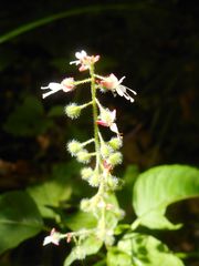 Circaea canadensis quadrisulcata