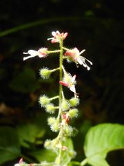 Circaea canadensis quadrisulcata