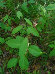 Vincetoxicum ascyrifolium