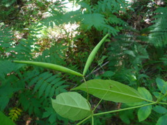 Vincetoxicum ascyrifolium