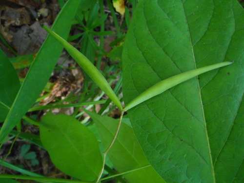 Image of Vincetoxicum acuminatifolium by (c) Eugene Popov, some rights reserved (CC BY)
