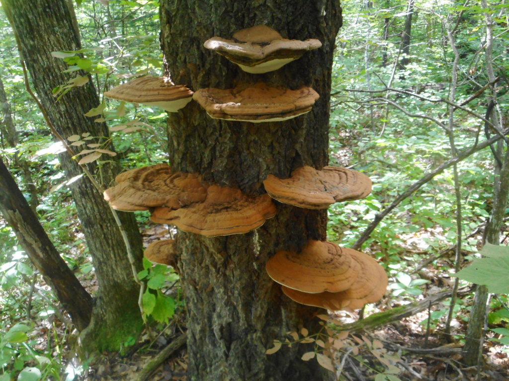 Ganoderma applanatum · August 2020 · photo: © epopov (iNaturalist, cc-by)