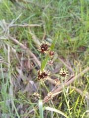 Cyperus vaginatus