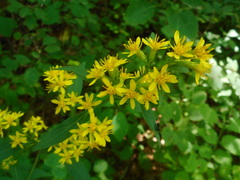 Solidago pacifica