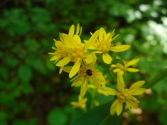 Solidago pacifica