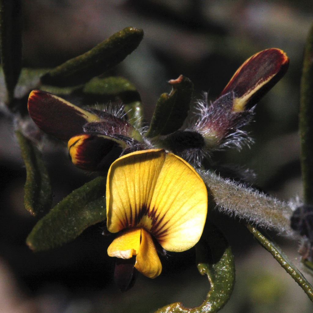 Aotus subglauca