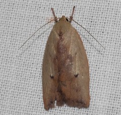 Cryptolechia triphaenatella